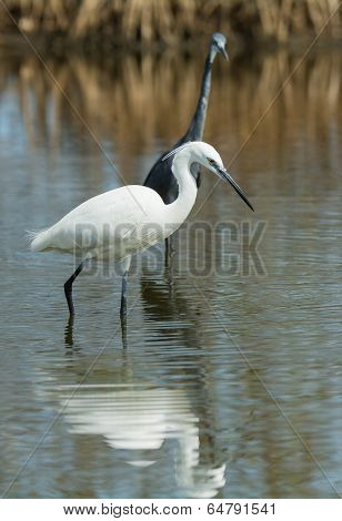 A White Western Reef Heron (egretta Gularis) Being Watched By A Dark Western Reef Heron