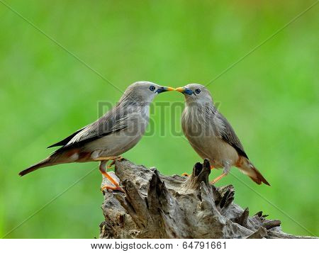 Sweet kissing birds Chestnut-tailed Starling bird (Sturnus malabaricus) in very romantic meoment