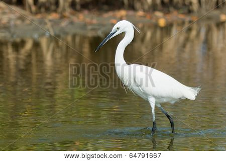 A White Western Reef Heron (egretta Gularis) Probing The Mud With Its Foot To Feel For Fish