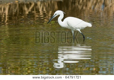A White Western Reef Heron (egretta Gularis) Probing The Mud With Its Foot To Feel For Fish
