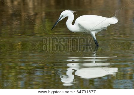 A White Western Reef Heron (egretta Gularis) Reflected While Hunting