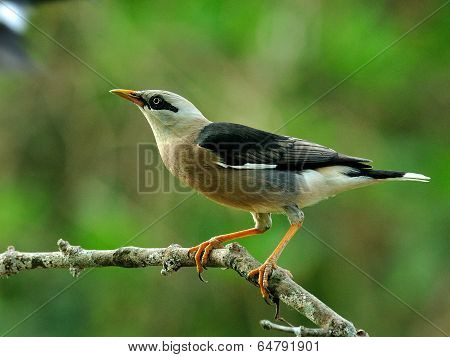 Venus-breasted Starling (sturnus Burnammicus) Bird Perching On The Branch With Side Profile