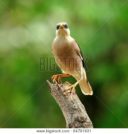 Venus-breasted Starling Bird (sturnus Burnammicus) Perching On The Top Of The Log