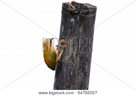White-browed Piculet, Sasia Ochracea, A Lovely And Cute Bird Digging Its Nest In Broken Bamboo, Isol