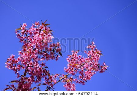 Wild Himalayan Cherry blossom with clear blue sky as a background pink flower sakura