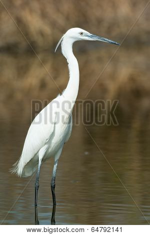 A White Western Reef Heron (egretta Gularis) Standing In Shallow Water