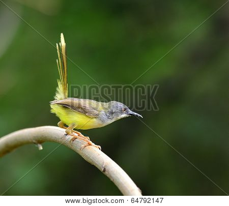 Yellow-bellied Prinia Bird (prinia Flaviventris) Tail Up Actions