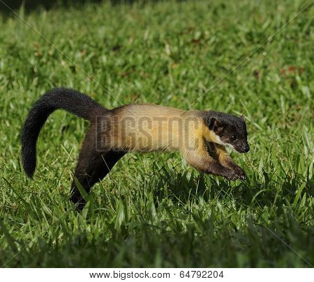 A lovely Yellow-throated Marten jumping on a grass field in the wild