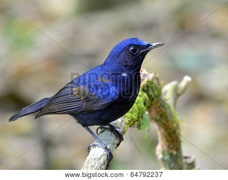Young Male Of White-tailed Robin Bird (cinclidium Leucurum)