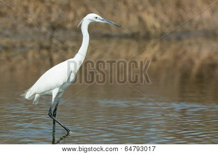 A White Western Reef Heron (egretta Gularis) Walking In The Mangroves
