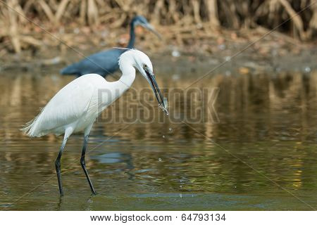 A White Western Reef Heron (egretta Gularis) With A Freshly Caught Fish