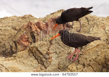 Pair Of Oystercatchers