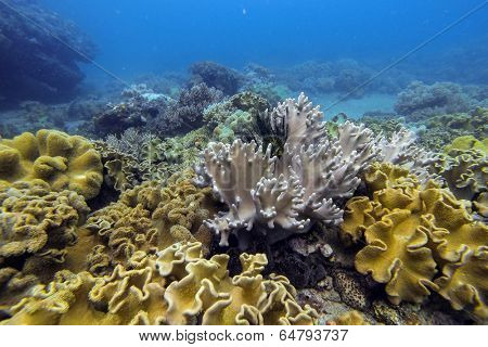 Underwater hard and soft coral garden in Moalboal, Philippines