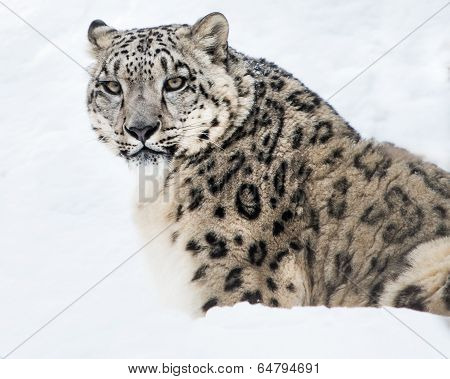 Snow Leopard