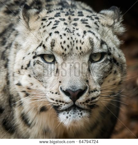 Snow Leopard