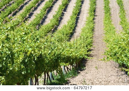 view of a vineyard in Viana, Navarre, Spain