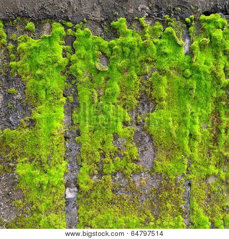 Moss On Wall