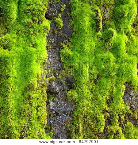Moss On Wall