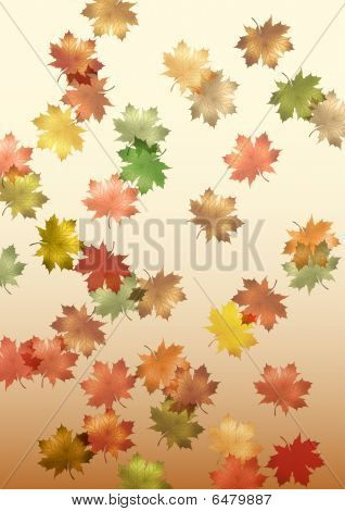 Falling maple leaves