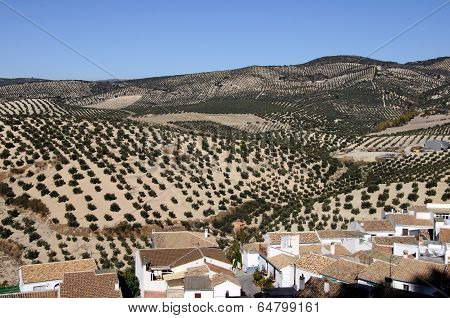 Olive groves, Montefrio, Spain.