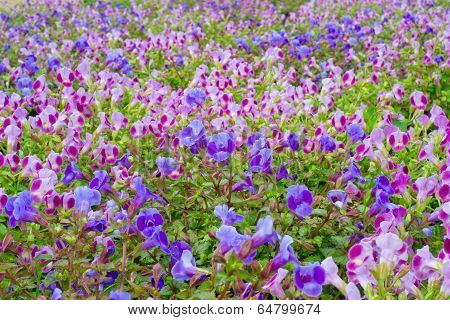 Beautiful colurful Torenia Wishbone flower in the garden blur background