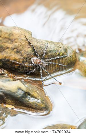 Spider On The Rock In The Waterfall