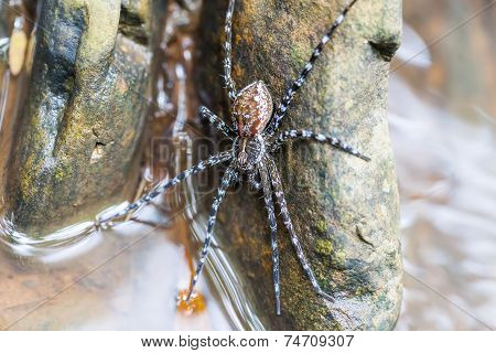 Spider On The Rock In The Waterfall
