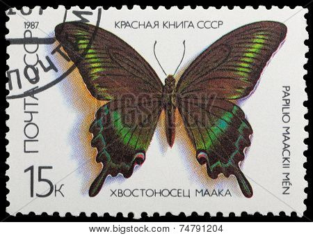 Red Book- Butterflies