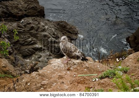 Seagull on the coast