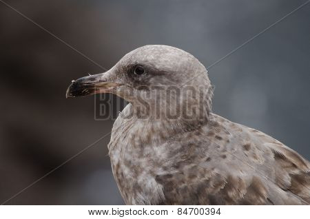 Seagull portrait