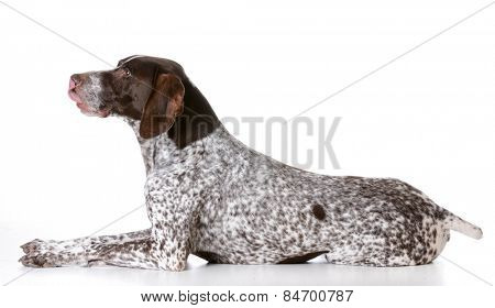 german shorthaired pointer laying down on white background