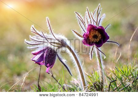 two pasque flowers in spring time on meadow, soft focus photo