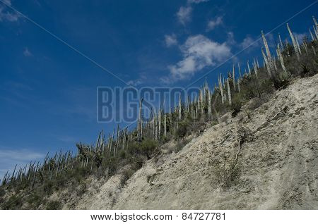 Cactus in organ pipe with blue sky. Puebla,Mexico
