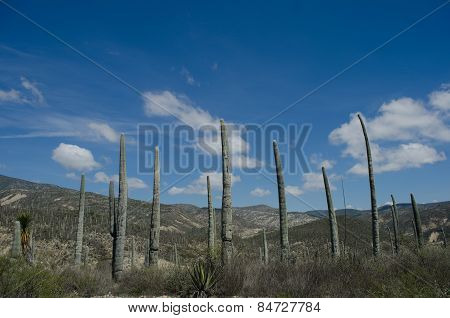 Cactus in organ pipe