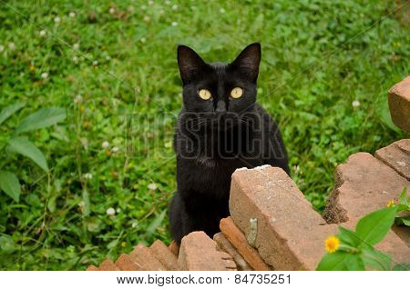 Black cat