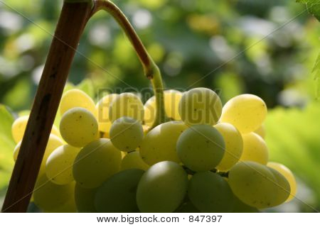 racimo de uvas verdes en vid de izquierda horizontal