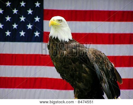 秃头鹰