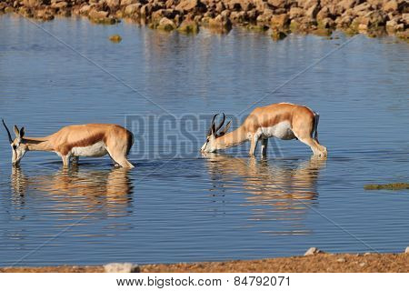 Springboks Drinking