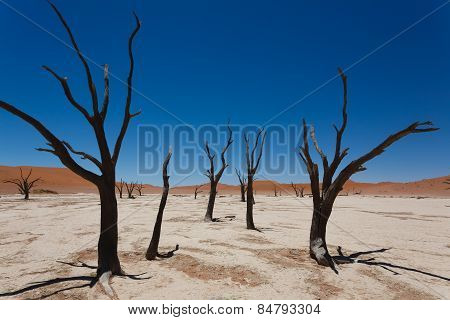 Dead Vlei