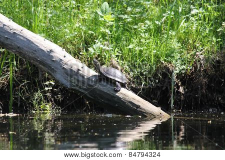 turtle