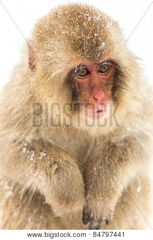 Japanese Snow Monkey at Jigokudani  Yudanaka Nagano Japan
