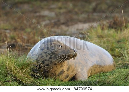 Atlantic Grey Seal