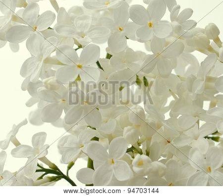 White Lilac