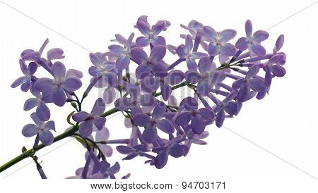 Lilac