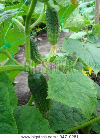 Cucumber
