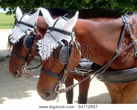 horses