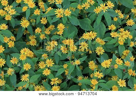 Wedelia trilobata flower textture background.