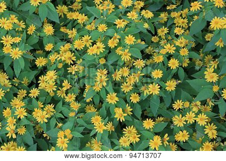 Wedelia trilobata flower textture background.