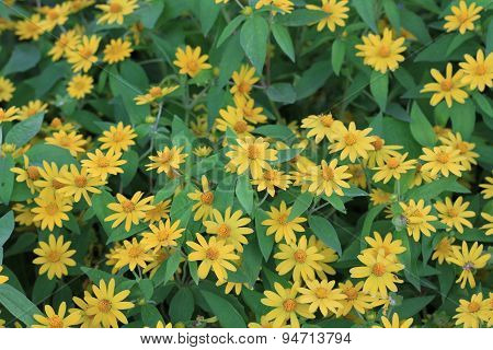 Wedelia trilobata flower textture background.