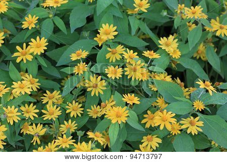 Wedelia trilobata flower textture background.